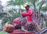 Rencana pajak daerah Rp1.700 per pohon kelapa sawit per bulan mendapat perhatian POPSI